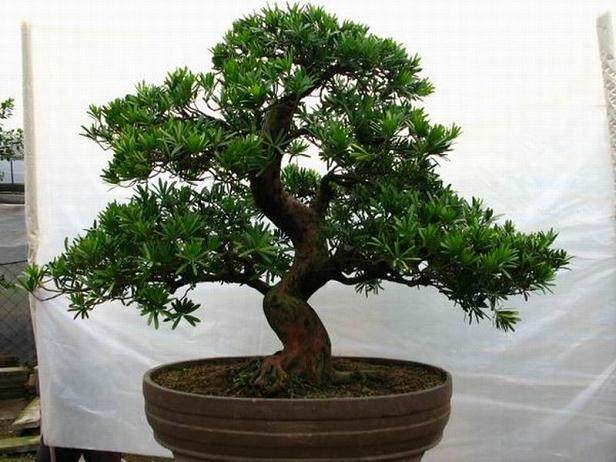 怕被朋友挖走卖掉男子盗挖特型罗汉松