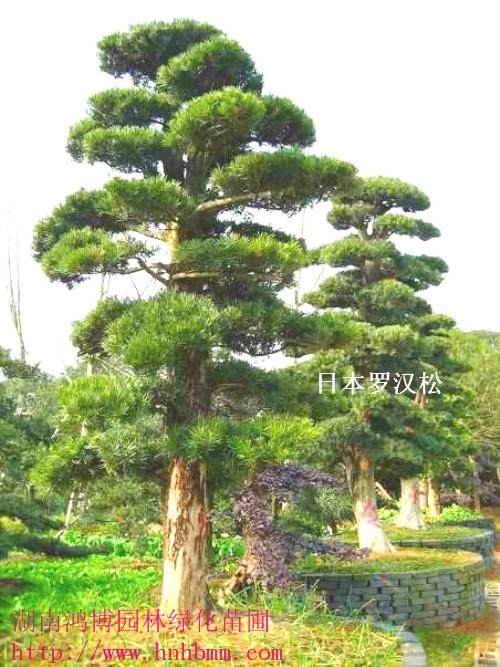 男子为获取利益 半夜挖走公园内三棵罗汉松被捕