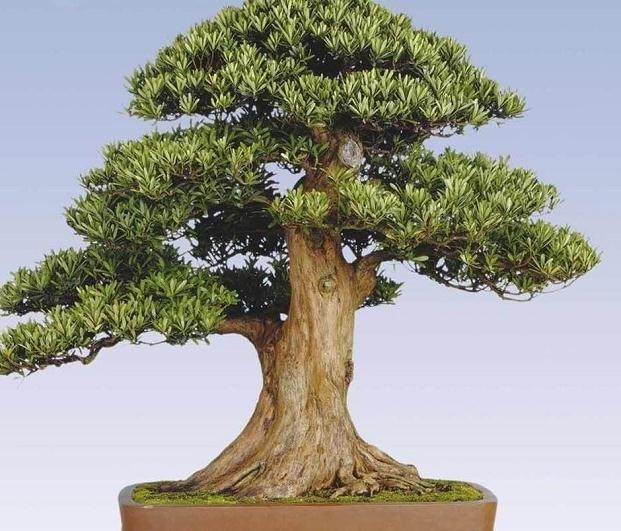 赤水两株造型罗汉松被盗 共花费36800元从成都购进