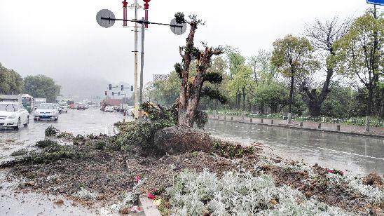 是谁连根拔起百年罗汉松(组图)