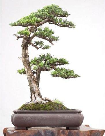 宁波检验检疫局推动进境罗汉松指定口岸建设纪实