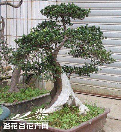 道真警方追回树龄100年以上的罗汉松等被盗珍稀树木33棵