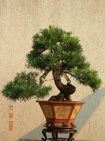 宁波梅山口岸成为全国第一大罗汉松进口口岸