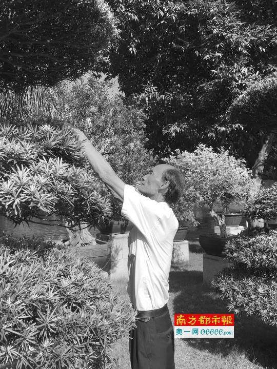 修剪花木也成大工匠他照看两棵百岁罗汉松盆景37年