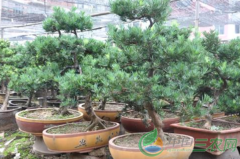 罗汉松盆景的养殖方法和注意事项是什么？