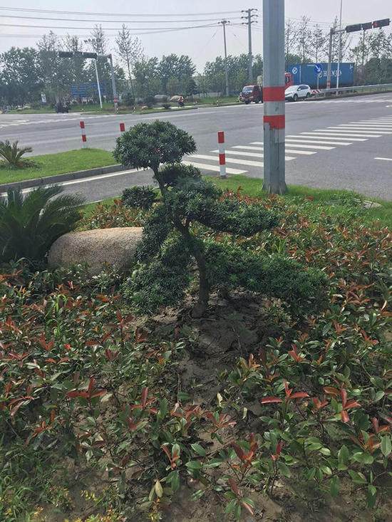 价值1.6万罗汉松连遭2次贼手 警方估价仅4千元