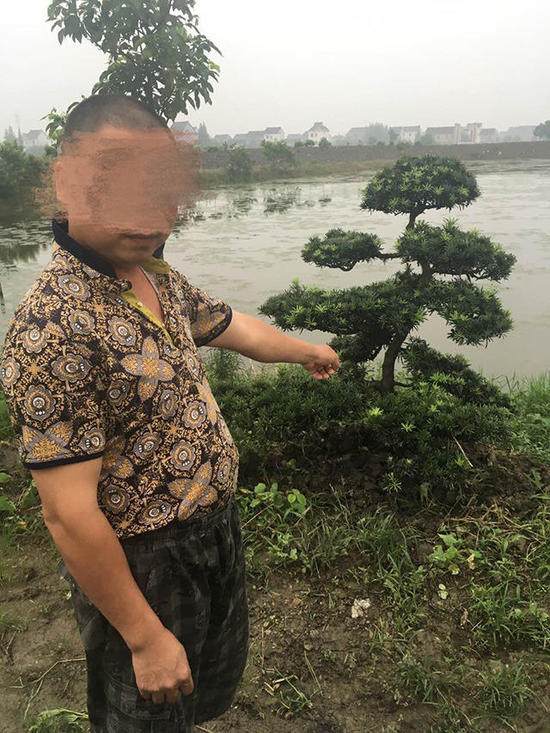 价值1.6万罗汉松连遭2次贼手 警方估价仅4千元