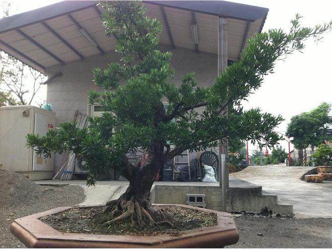 宁波口岸罗汉松进口量占全国逾七成