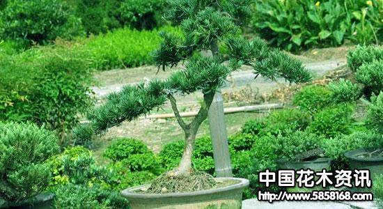 把美的艺术留给客户 走进滕头园林福建罗汉松基地