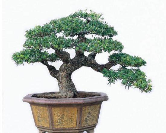 新疆植物博览园里的最贵一棵罗汉松价值500万元