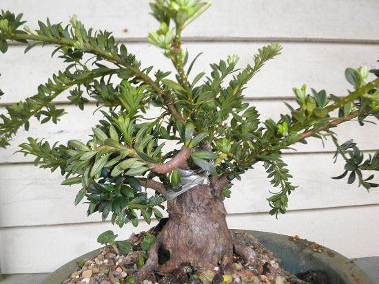 厦门东渡口岸进口第二批日本罗汉松