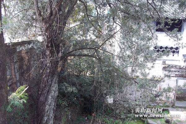 歙县昌溪乡古树罗汉松 树龄当在300年左右