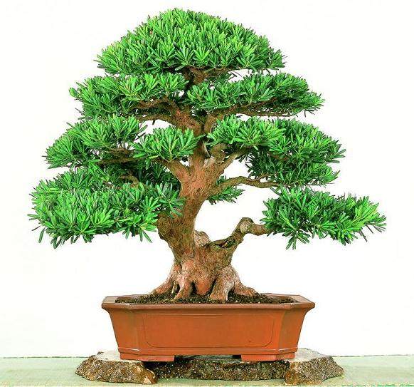 一批货值230万日元的日本带土罗汉松自厦门东渡口岸进境