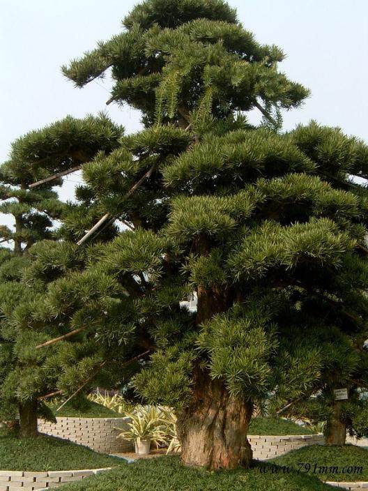 一批日本罗汉松30日首次自厦门口岸入境,货值230万日元