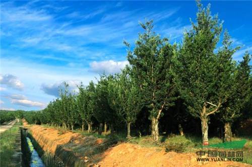 640_副本.jpg 相约龙岩 滕头园林首届罗汉松交流会将举行