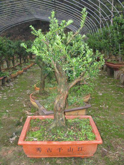 东兴检验检疫局完成转运进口日本罗汉松隔离检疫监管工作