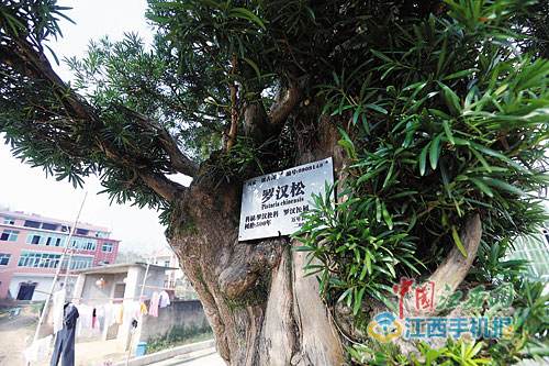 万年县有棵罗汉松 已有500年树龄(图)