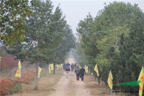1.jpg 记一次苗圃考察-滕头园林福建罗汉松基地