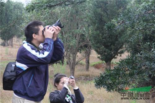 17.jpg 记一次苗圃考察-滕头园林福建罗汉松基地