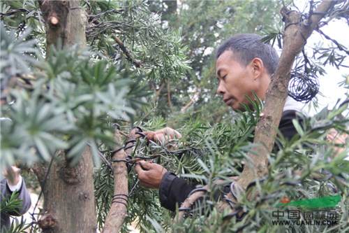 8.jpg 记一次苗圃考察-滕头园林福建罗汉松基地