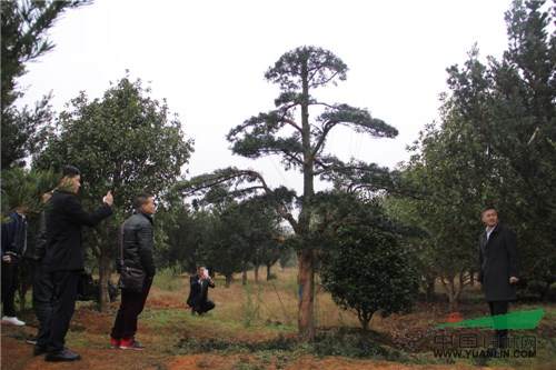 9.jpg 记一次苗圃考察-滕头园林福建罗汉松基地
