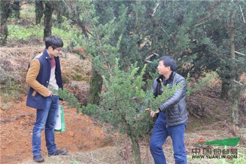 7.jpg 记一次苗圃考察-滕头园林福建罗汉松基地