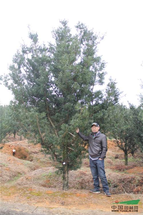 12.jpg 记一次苗圃考察-滕头园林福建罗汉松基地