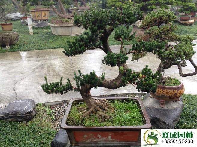 浙江去哪玩送福利 发财树罗汉松多肉植物免费拿