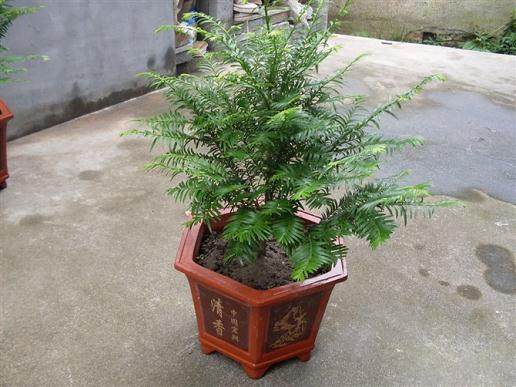 红豆杉盆景干枯原因及解决方法