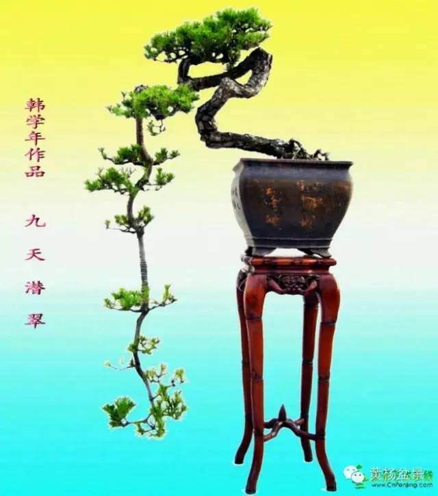 盆景文话:静坐如禅,清心独享