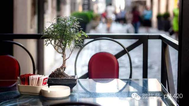 今天才知道 盆景室内摆放还要讲风水