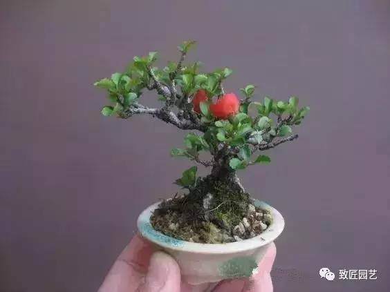 中国盆景谁主沉浮