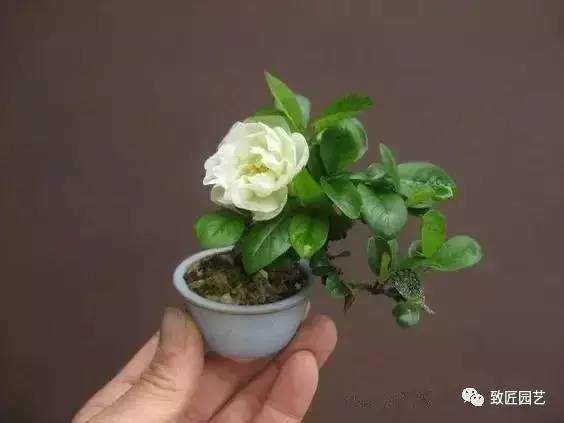 中国盆景谁主沉浮