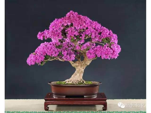 中国盆景艺术大师-陈思甫