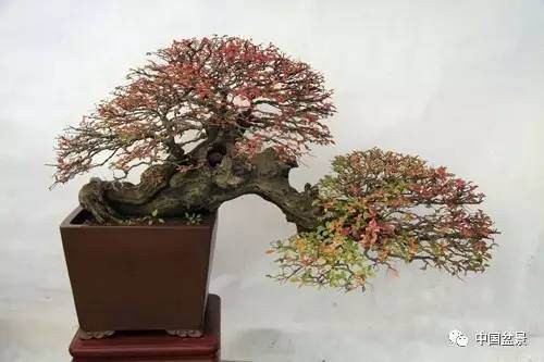 浅谈成型榔榆盆景枝条养护修剪