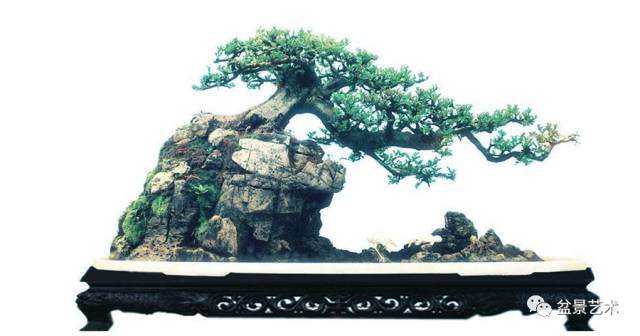 白蜡盆景的形态特征和主要价值