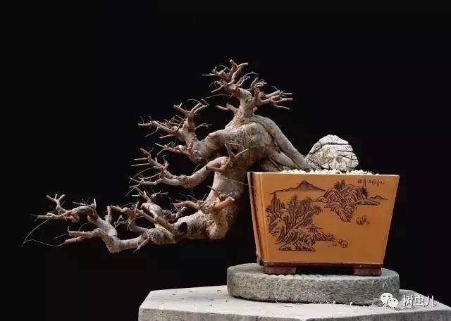 手绘图诠释盆景的造型设计 图片