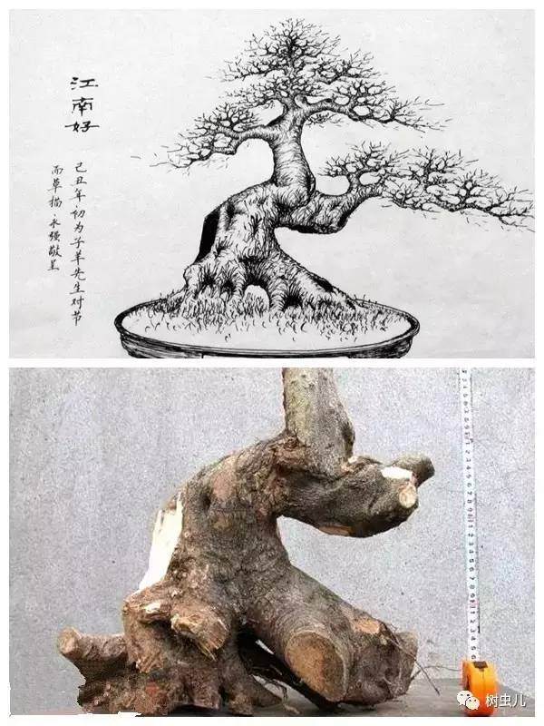 手绘图诠释盆景的造型设计 图片