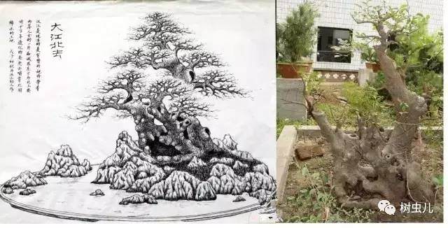手绘图诠释盆景的造型设计 图片