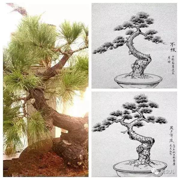 手绘图诠释盆景的造型设计 图片