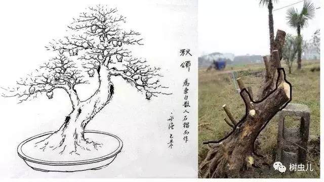手绘图诠释盆景的造型设计 图片