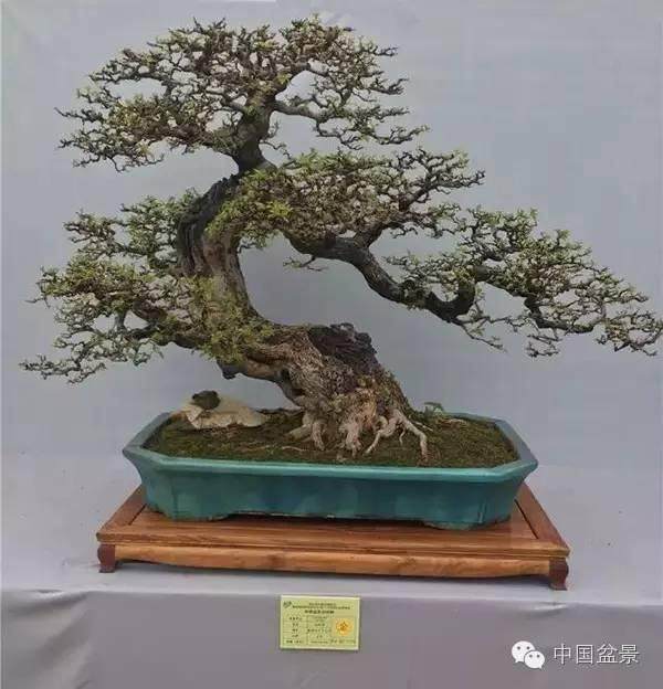 赏玩盆景,不要被欲望追逐!