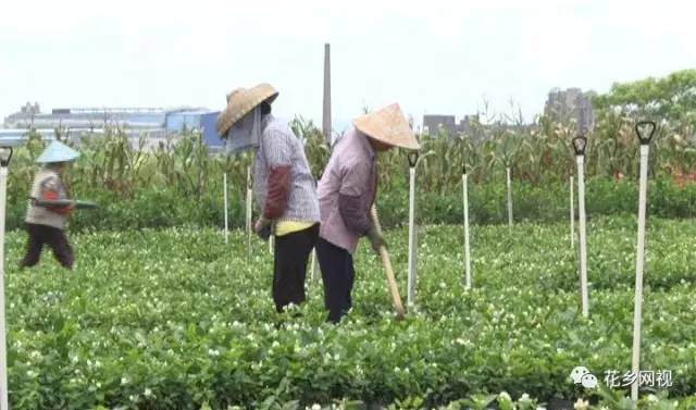 茉莉花盆景种植也是一条发财门道