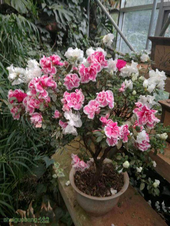 海峡两岸盆景高层论坛将在金坛举办