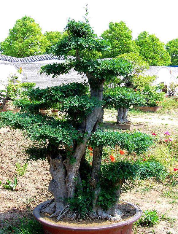 盆景艺术在线论坛的论坛会员真多啊？