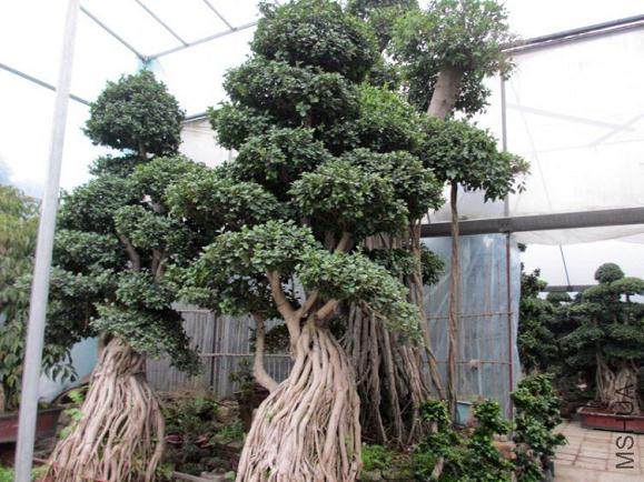 盆友们“岭南盆景论坛”是黑站吗？