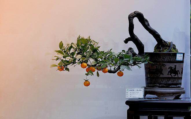 进盆景论坛的一点感触