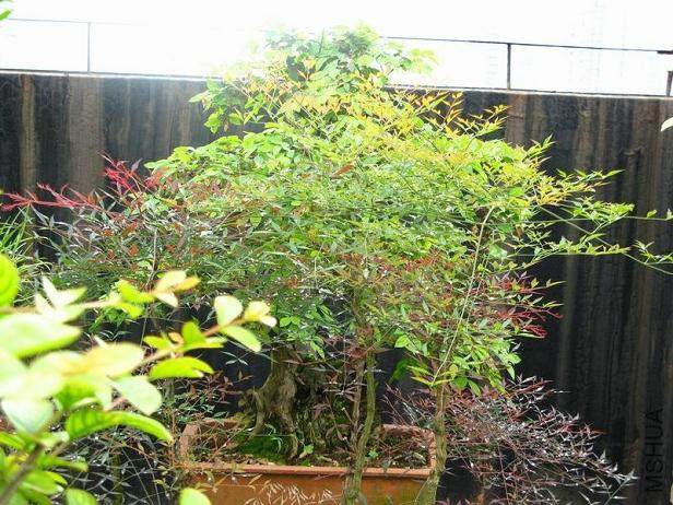 这两天怎么进不了盆景艺术在线论坛？