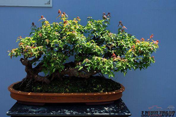 盆景爱好者约300人齐聚扬城盆景论坛