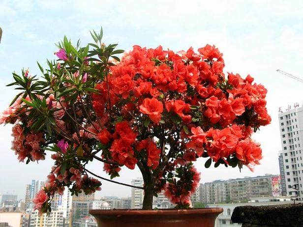 关于维护中国盆景文化独立性的思考